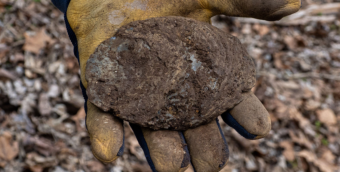 A dirt-covered oyster shell sits in a gloved hand.