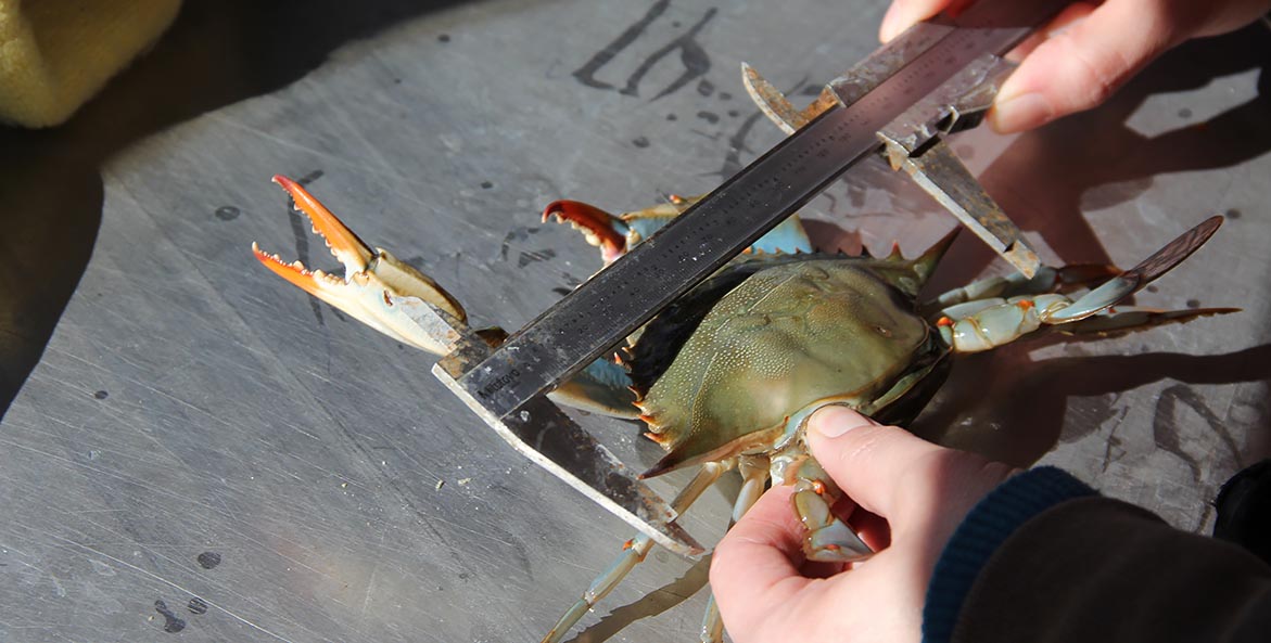 One hand holds a blue crab while another uses calipers to measure the width of its shell.