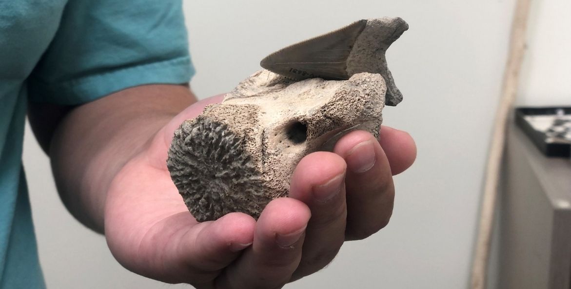 A large shark tooth cuts into a fossilized vetebra that is held in someone's hand