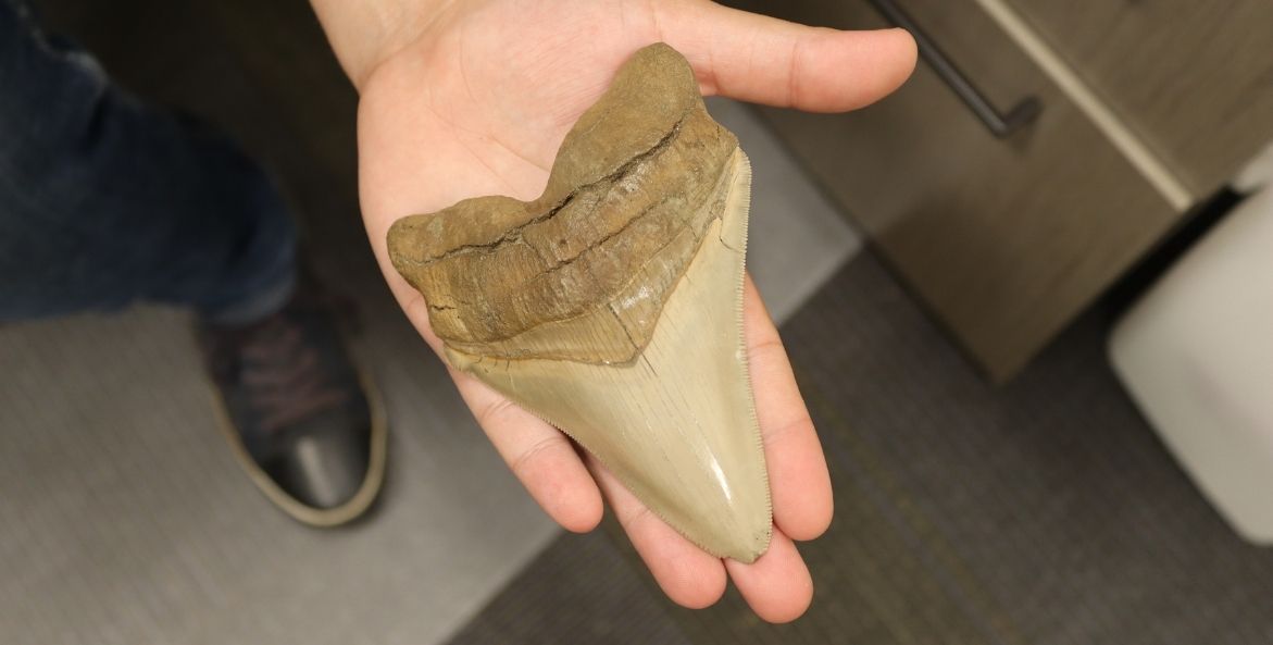 Large tan shark tooth in the palm of a hand