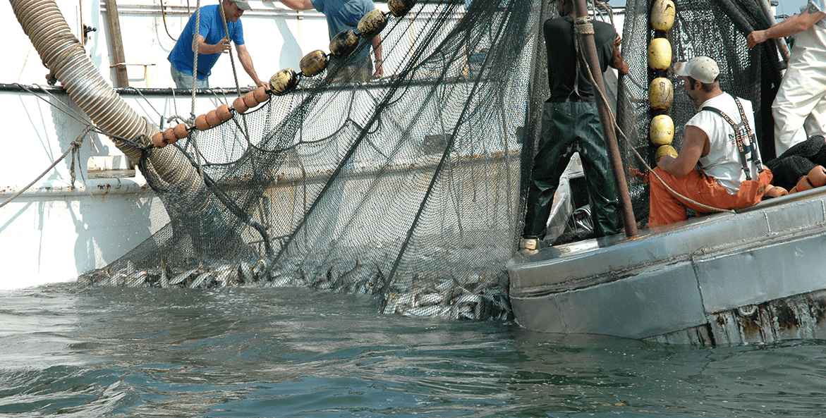 Commercial menhaden harvest