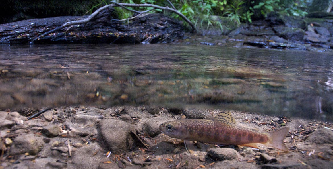 A camera splits the surface of a rocky stream, capturing a young brook trout just below the surface.