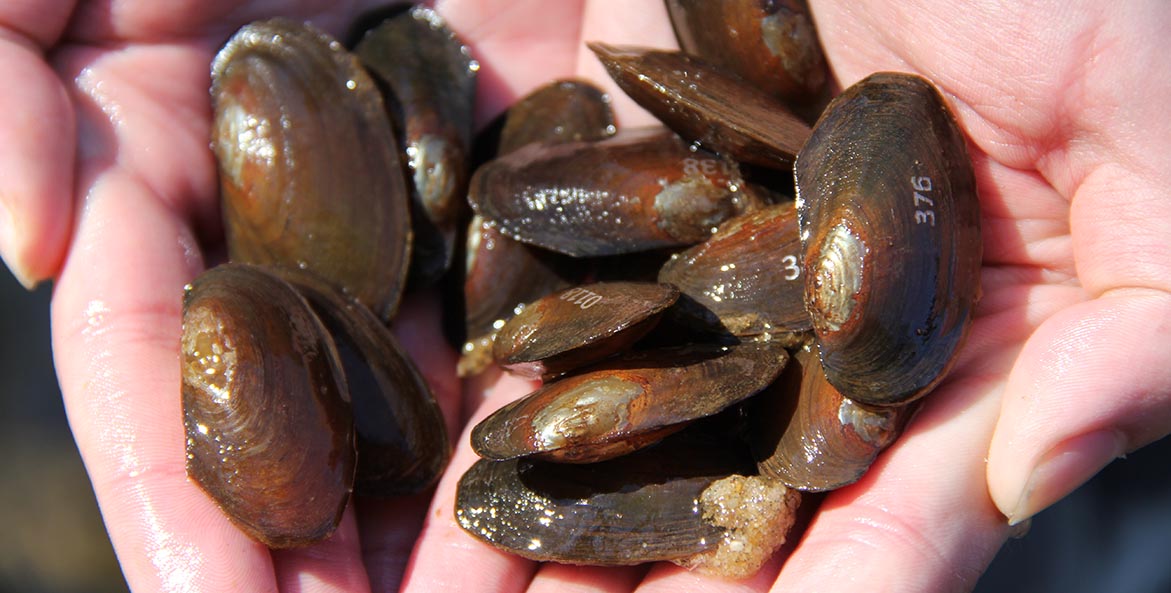 mussels to be planted in Richmond creek - Kenny Fletcher - 1171x593