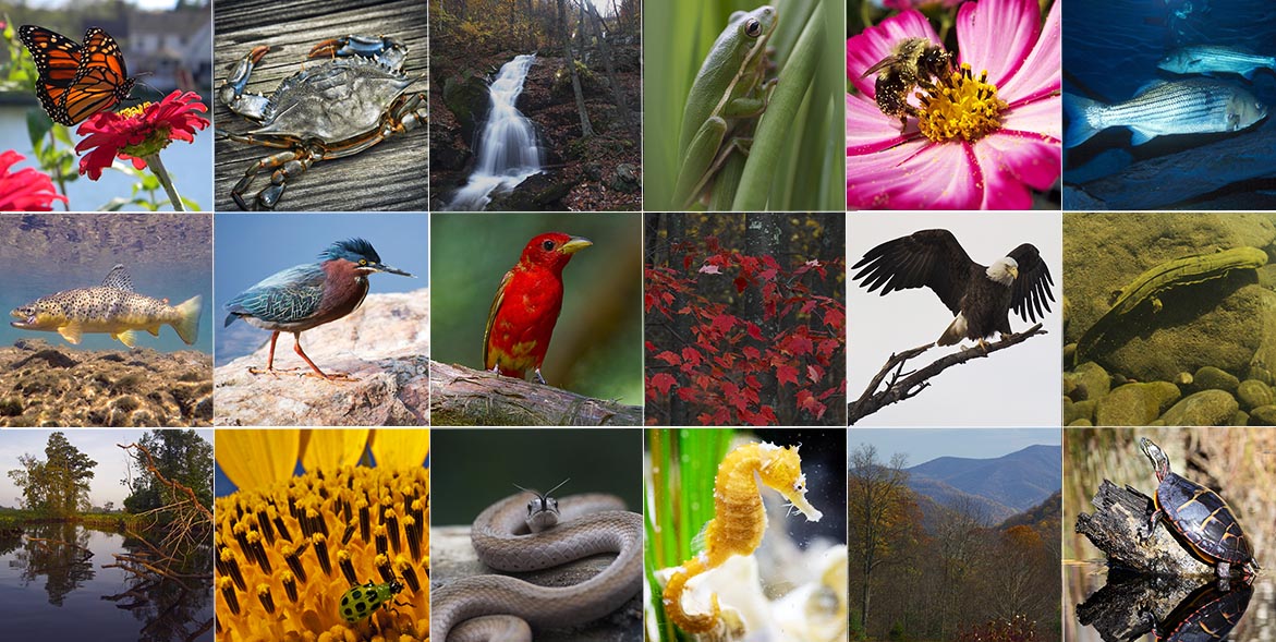 Nature Journal 9 biodiversity