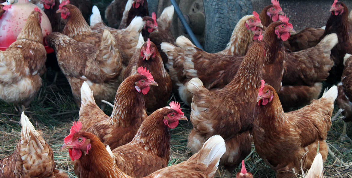 Chickens roaming about at Open Book Farm in Frederick County, Maryland.