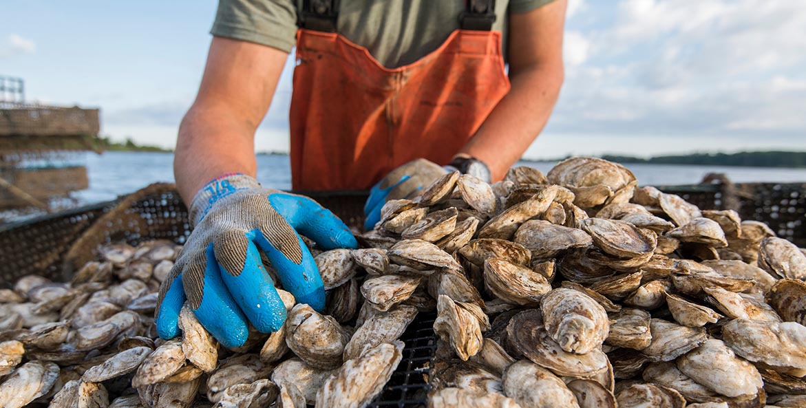 Orchard Point Oysters - Kate Livie - 1171x593