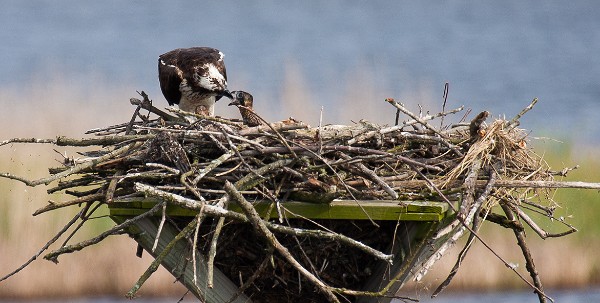 An adult osprey feeds a chick in a nest.