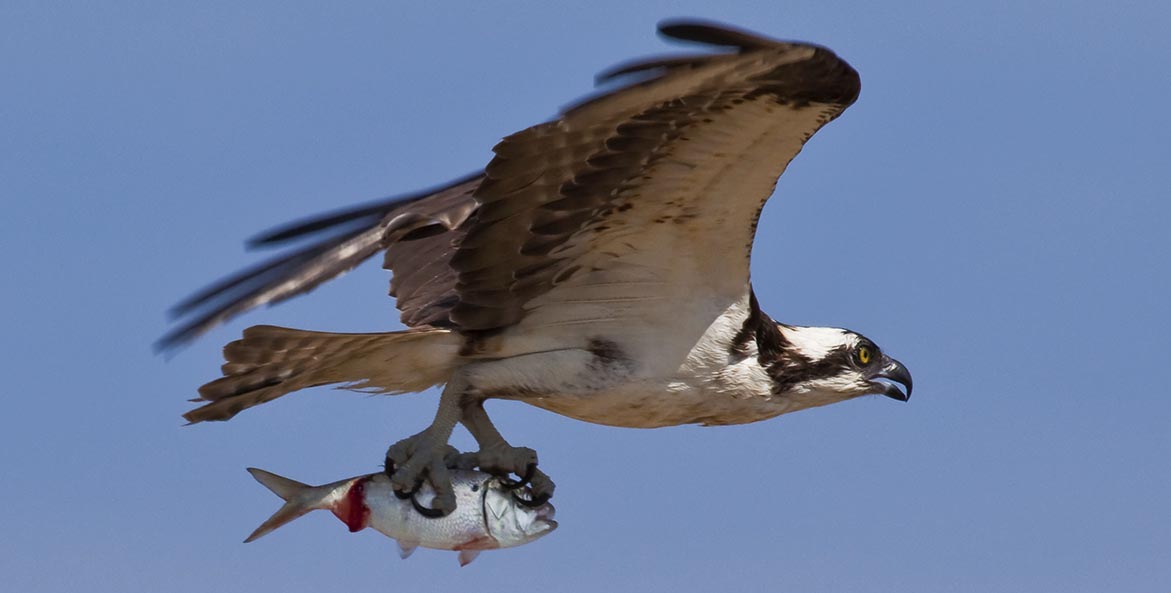 Osprey carrying menhaden iStock 1171x593