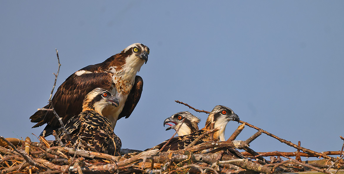 osprey family Kayla Mariner 1171x593