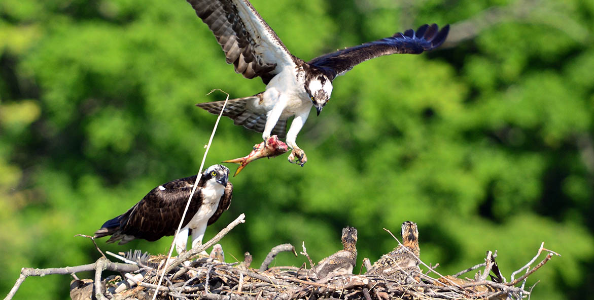 Osprey feeding chicks on Choptank - Dave Gelenter