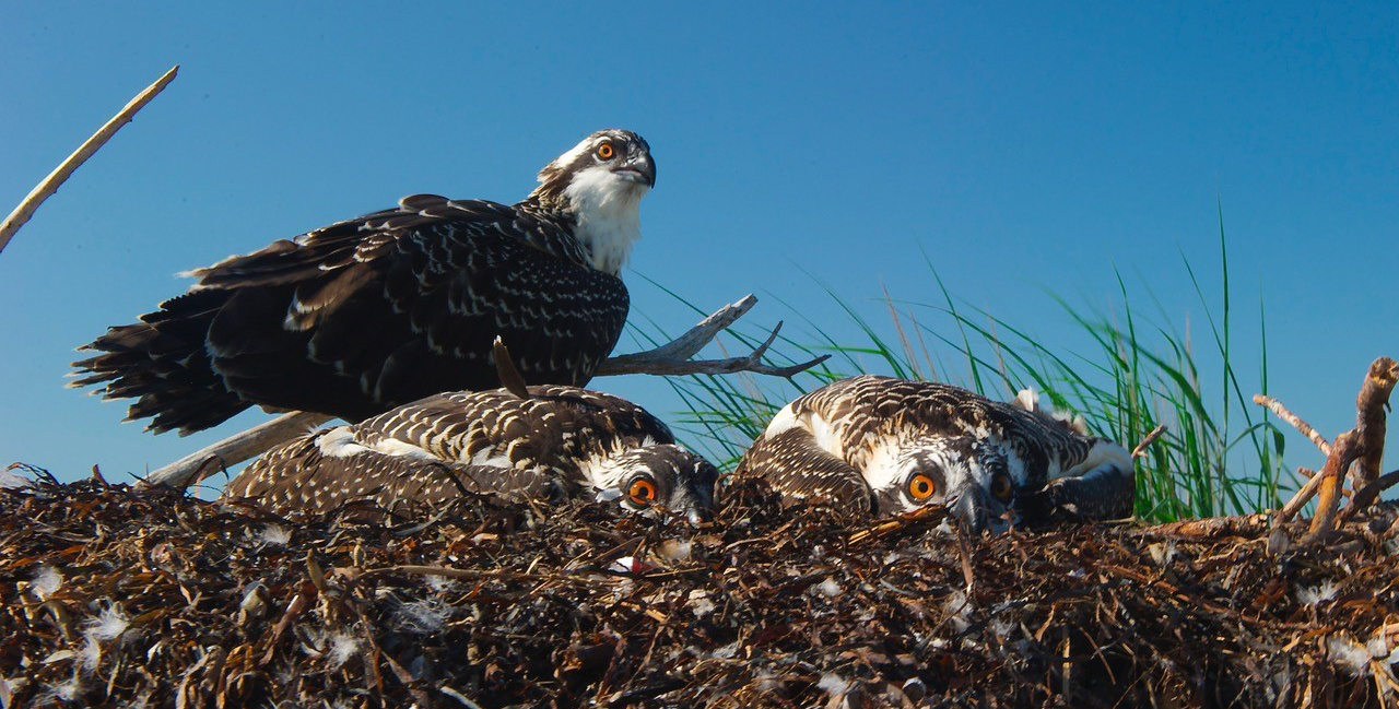 Osprey Nest_Bill Portlock_1171x593