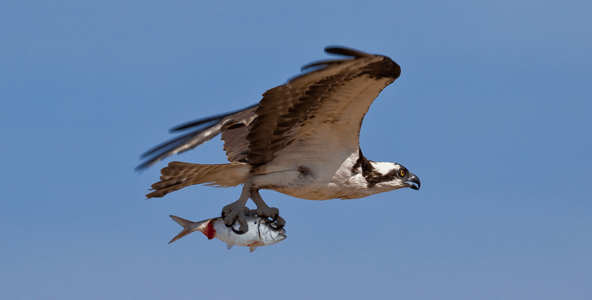 Osprey flying after catching an Atlantic menhaden