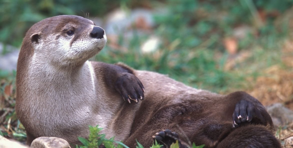 A North American river otter sunbathes on its side with its head lifting and looking off to the side.