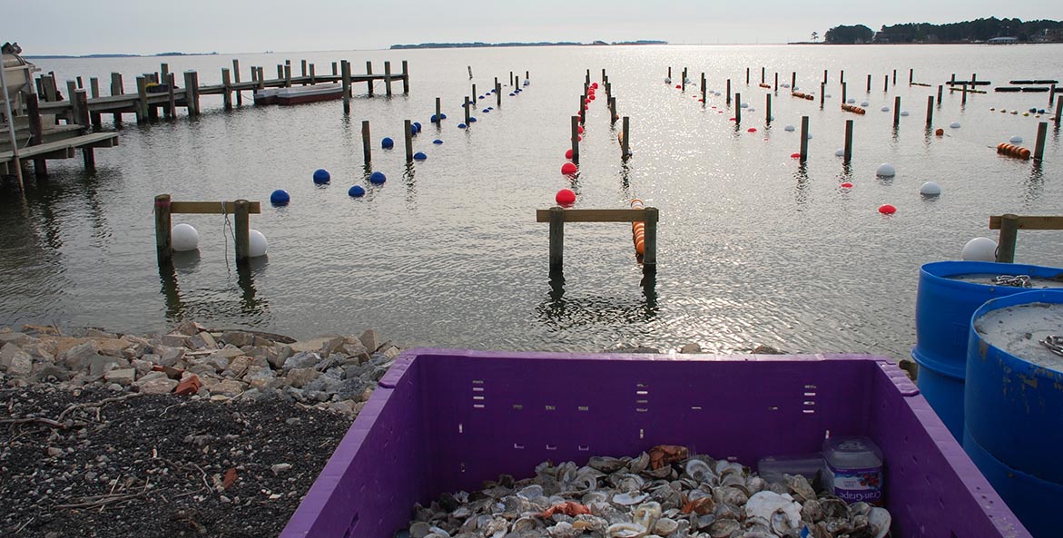 oyster aquaculture at Hoopers Island Oyster Company Kenny Fletcher 1171x593