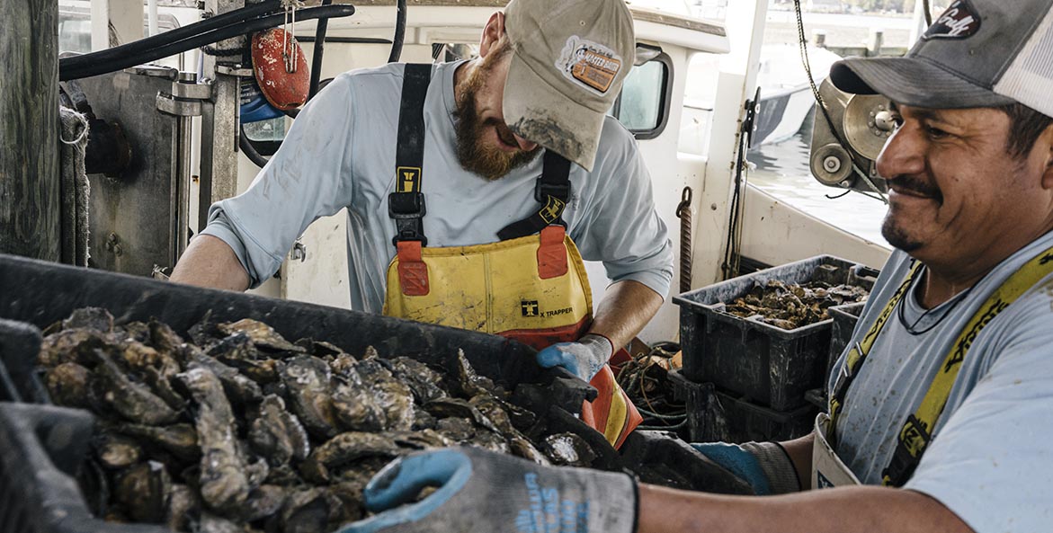 Men move a crate full of oysters.