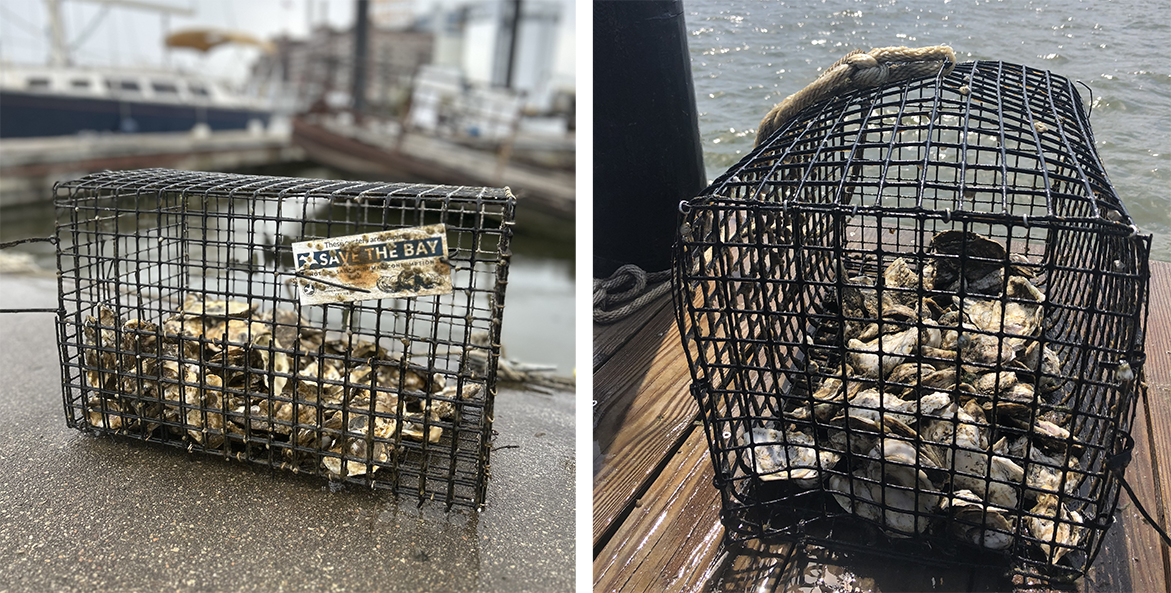 Oysters in wire cages.