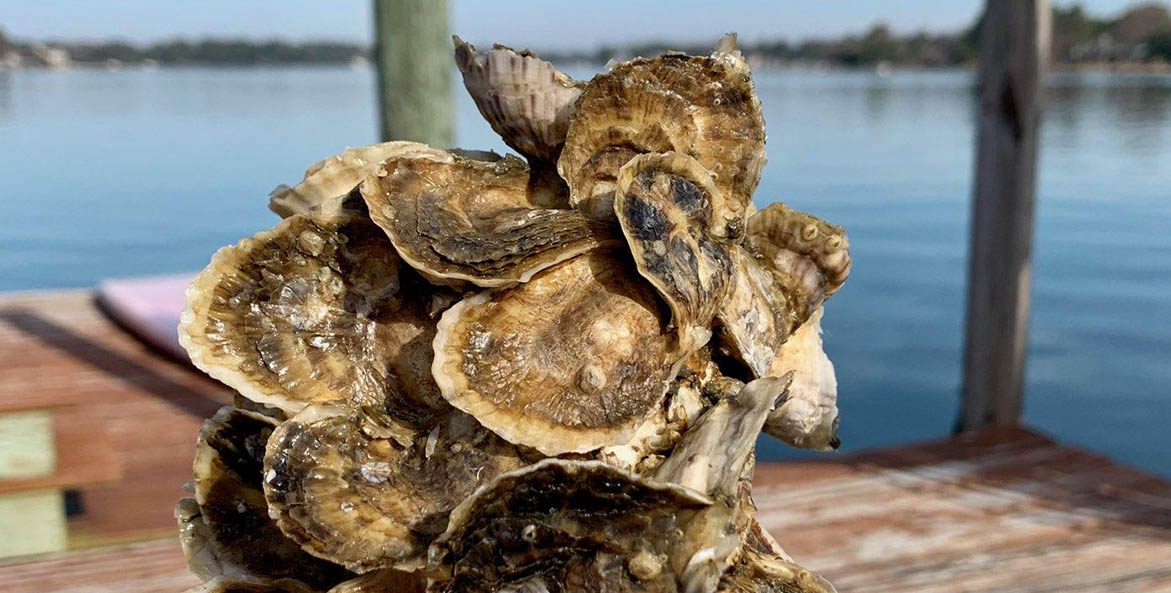 oyster-gardener_amy-flora_cluster-closeup2_1171x593.jpg