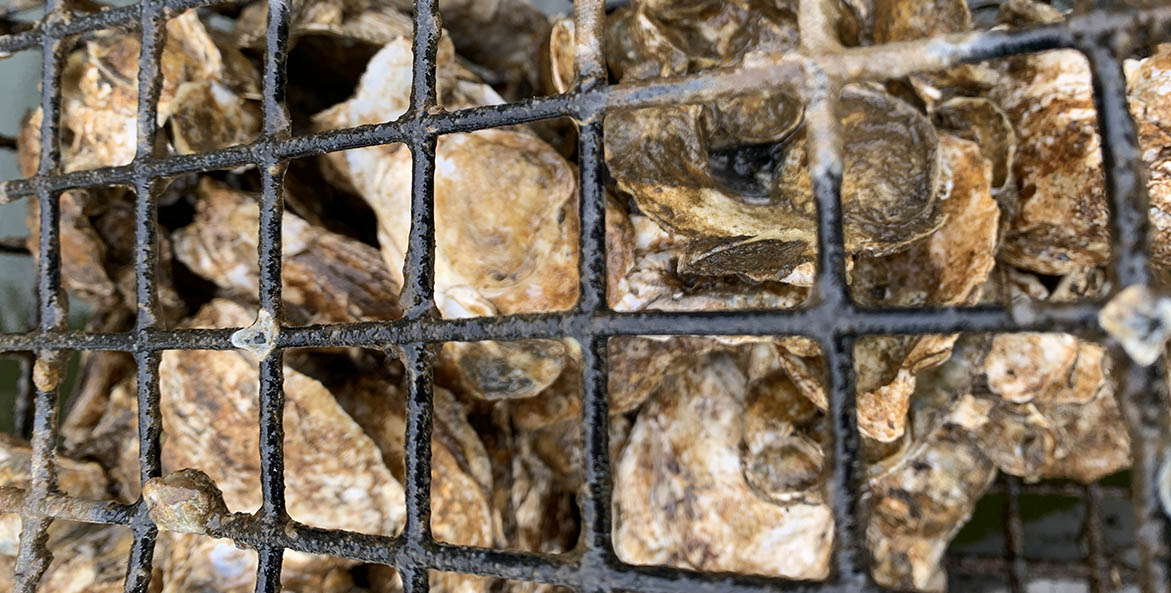 oyster-gardener_beverly-d_oyster-cage_1171x593.jpg