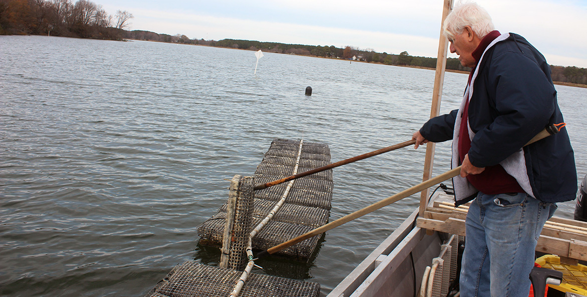 A row of oyster cages floats on the surface of the water. A man on a boat alongside the cages uses what look like tongs to flip one cage over.