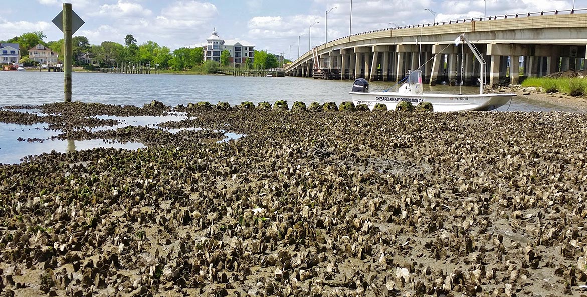 oyster-reef-lafayette-river-granby-street-reef_JackieShannonCBFStaff_1171x593