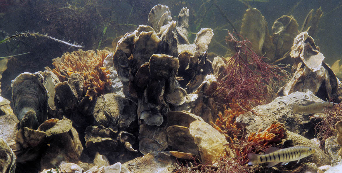 A vibrant, healthy oyster reef.