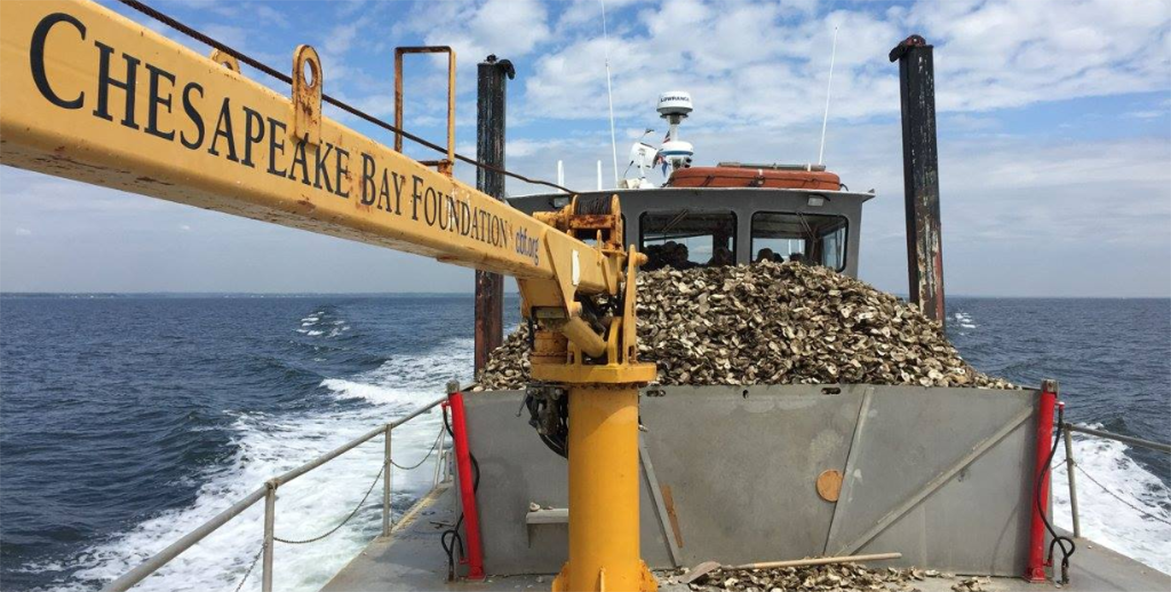 A boat motors across the water with a pile of oysters stacked on its deck.