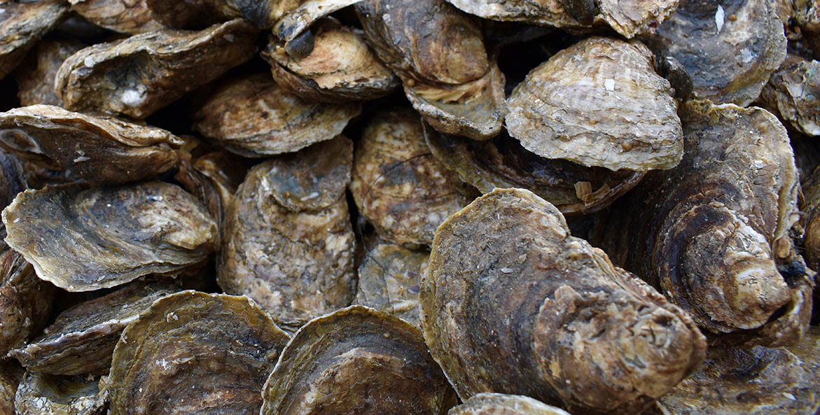 oysters_morgan-jones_1171x593.jpg