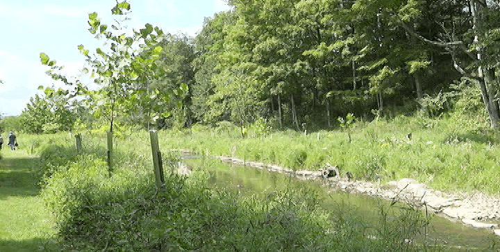 Tall grasses and young trees line a stream. 