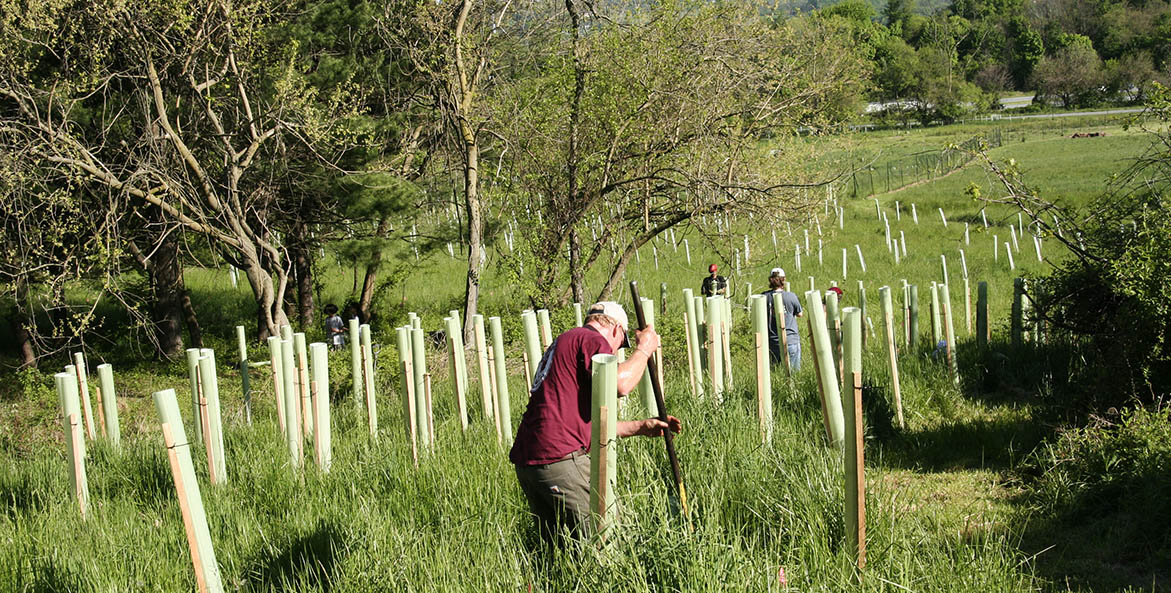 Volunteers secure protective tubes around newly planted trees in a farm field.