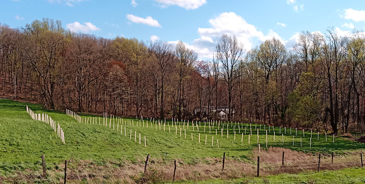 New trees planted in a pasture in Pennsylvania.
