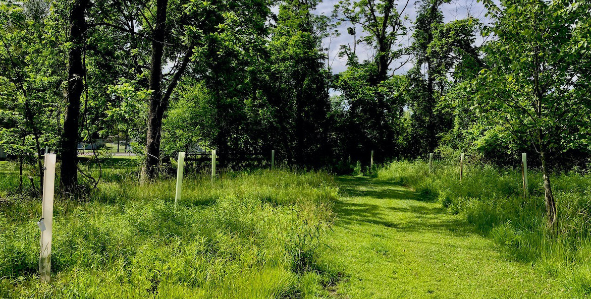 Paxton Creek planting-Anne Wain-1171x593