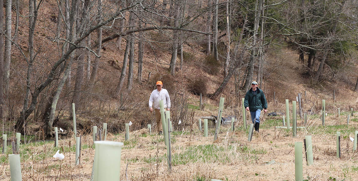 Two men walk among young trees planted in protective tubes beside a stream.