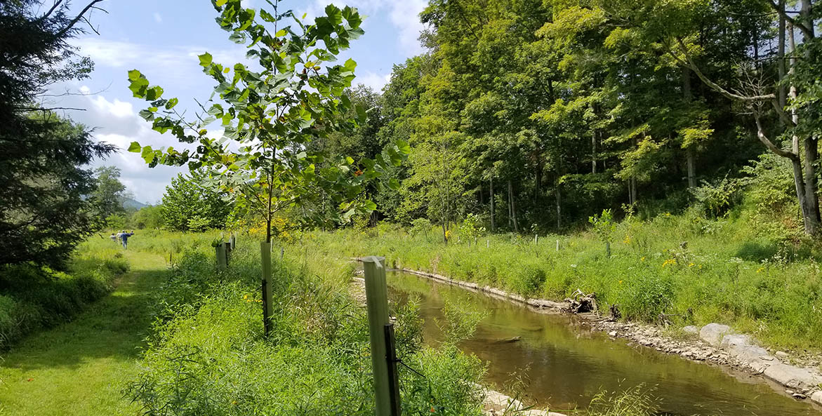 Young trees planted in protective tubes beside a stream.