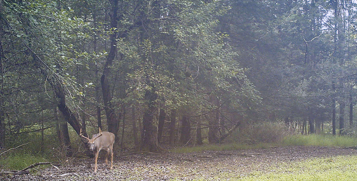 Deer along the forest edge.