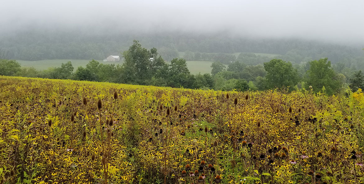 Pollinator plot at PA Muddy Creek Farm - BJ Small CBF Staff - 1171x593