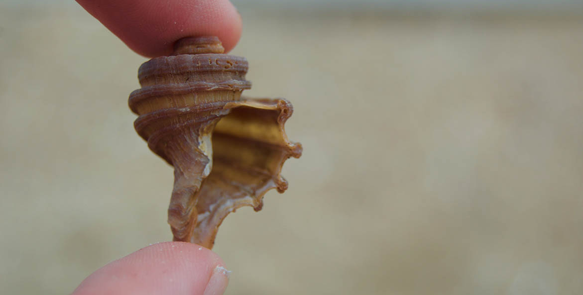 Small fossil shell held between two fingers.