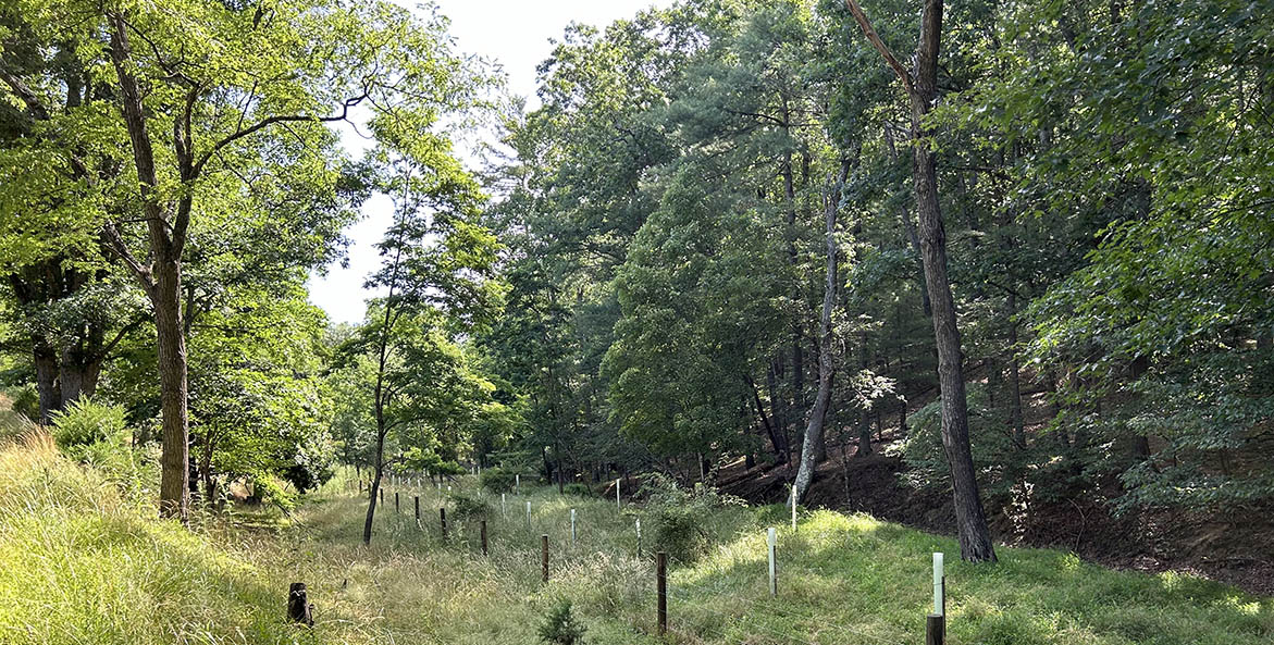 A grassy area with trees and a fence.