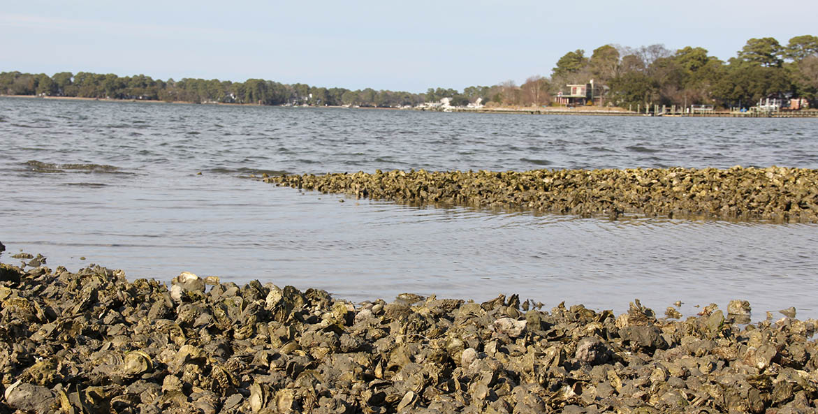 A pile of mussels on the shore of a river.