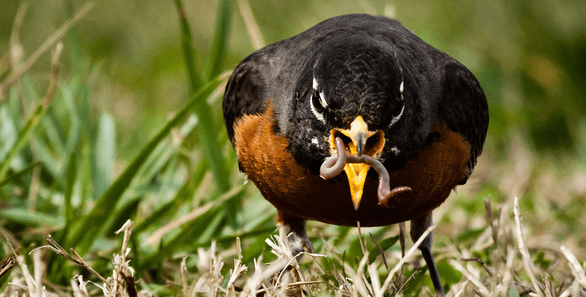 A robin eats and earthworm.