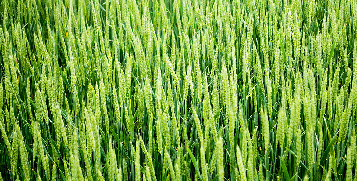 Green rye grasses.