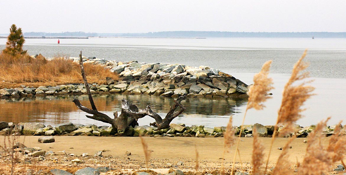 Phragmites, driftwood, riprap, beach area with a river in the background.