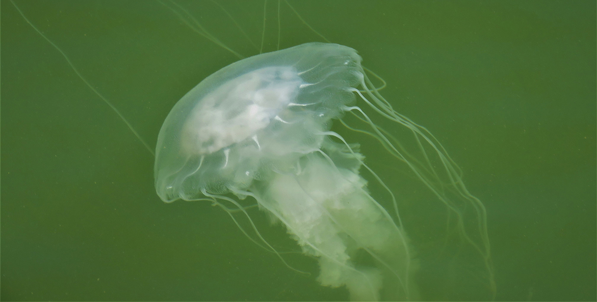Don't Your Meat Tenderizer, Jellyfish Have Invaded the