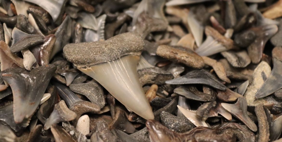 A collection of gray, black, and tan shark teeth with a larger tooth laying on top