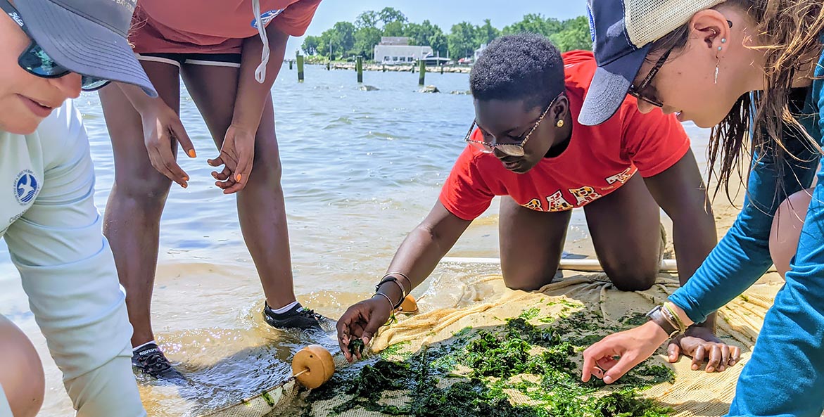 Four high school students search through a net of seaweed on a beach.