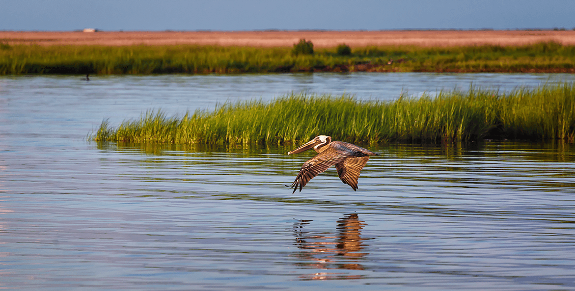 Smith Island Pelican-Bob Miller1171x593