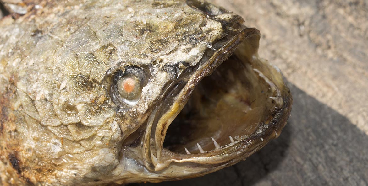 Close-up of a snakehead.