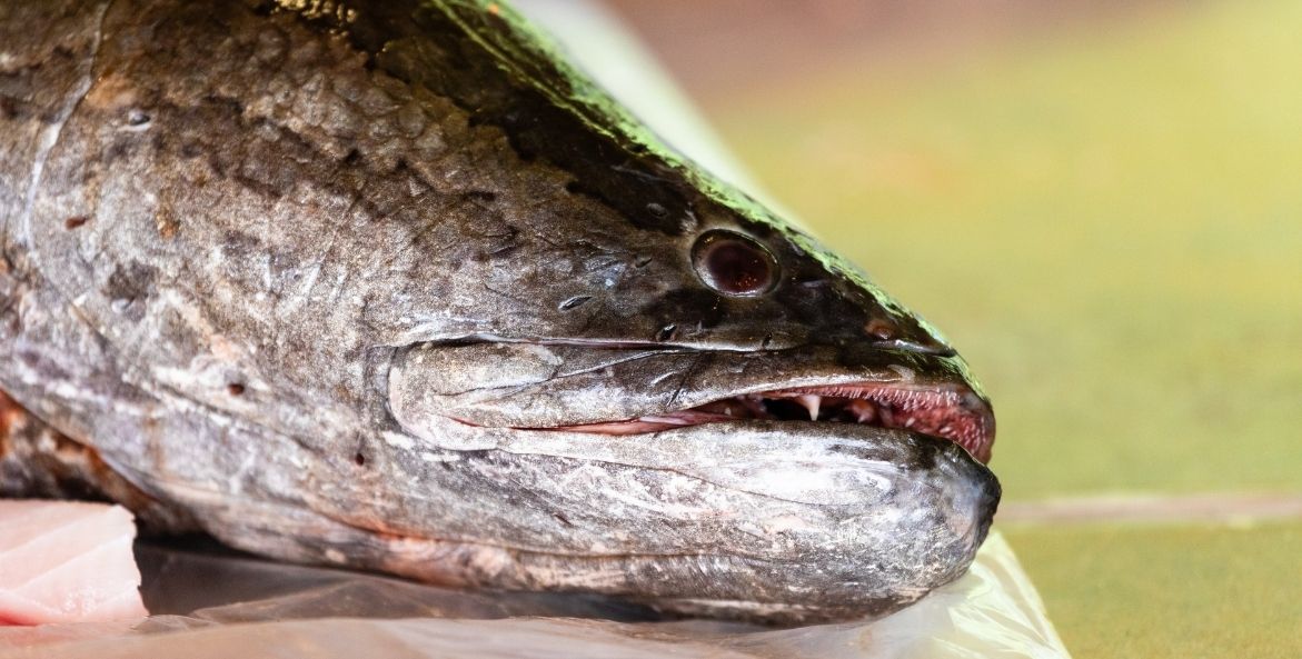 A northern snakehead awaits a fileting demonstration