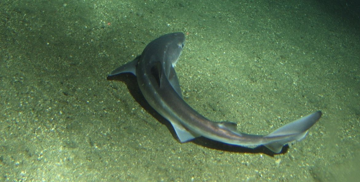 A thin, gray spiny dogfish lays slightly curled on the sand beneath the water