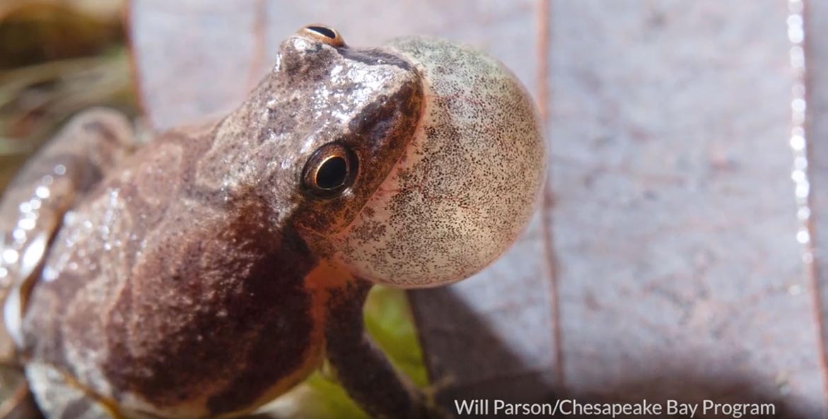 spring peeper Will Parson Chesapeake Bay Program 1171x593