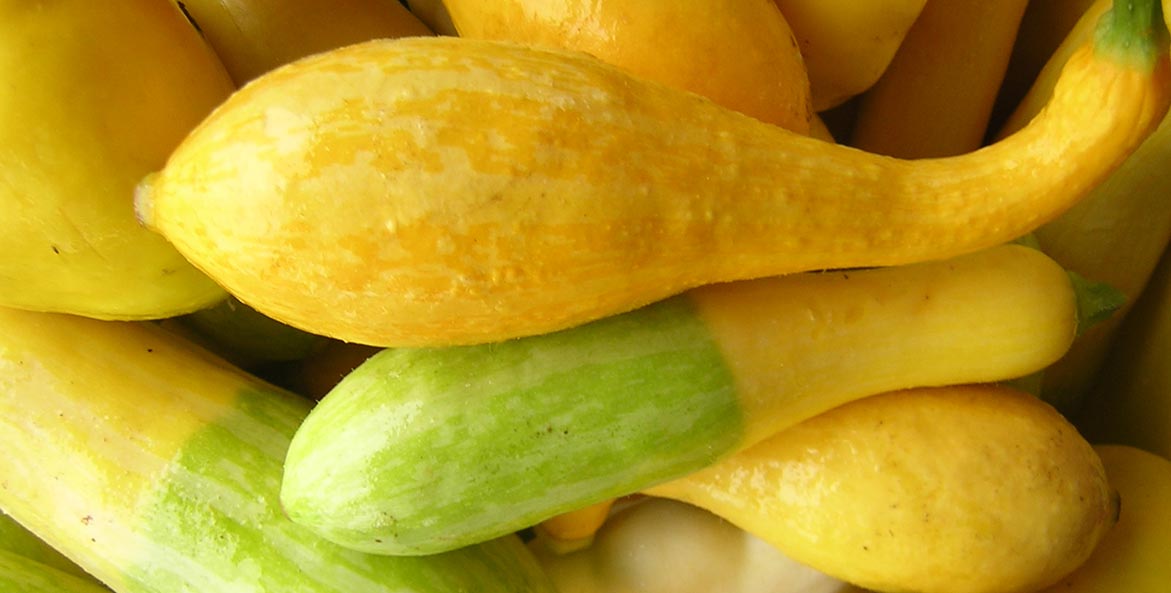 Pile of whole yellow squash.